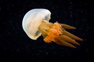 Day 46: Jellies in Space-by Chris Smith Creative Commons